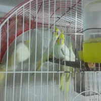 عروس هلندی  ماده لوتینو زعفرانی