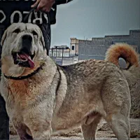 سگ پژدر سطح یک