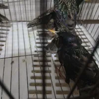 چند عدد  پرنده‌ی زینتی