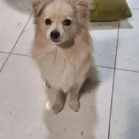 سگ پامر اشپیتز