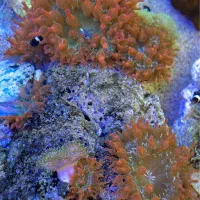 ابشور شقایق رز بابل|ماهی|تهران, هلال احمر|دیوار