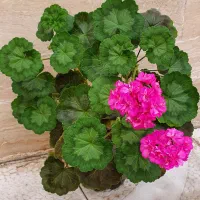 گلهای آپارتمانی برگ انجیری شمعدانی پتوس سردرود