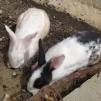 دوعدد خرگوش نر سالم و جوان