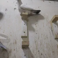 2تا نر سوراخ|پرنده|کرمان, |دیوار