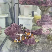 دلقک ماهی اسلاریس جفت