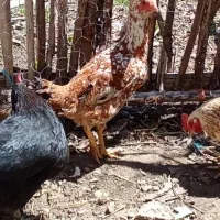 مرغ و خروس لاری و رسمی