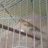 قناری اهویی ماده مست