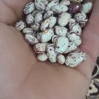 لوبیا چیتی