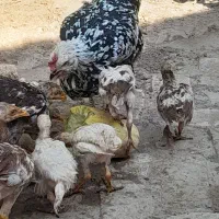 مرغ گلین لری