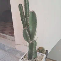 گل و کاکتوس|گل و گیاه طبیعی|قم, سراجه (۱۵ خرداد)|دیوار