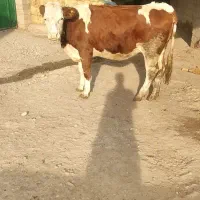 گاو گوشتی دو دندان