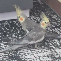 ۳۰۰۰۰۰۰|پرنده|بابل, |دیوار