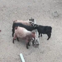 نربزغالهپرواریپروارشدهبابهترینعلوفه|حیوانات مزرعه|بسطام, |دیوار