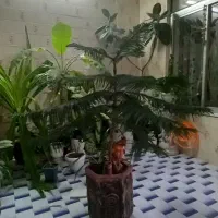 گل وگیاه