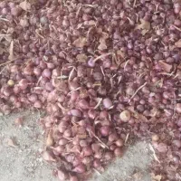 فروش سیر وپیاز