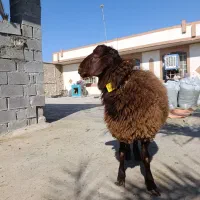 مژده مرکز اصلاح نژاد میش در شهرستان.همو ‌و...|حیوانات مزرعه|بهبهان, |دیوار