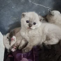 واگذاری گربه نر و ماده با 4تا بچه گربه