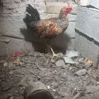 خروس و مرغ فروشی