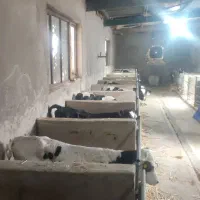 گوساله نر شیری