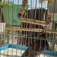 ۲ عدد مرغ مینا سخنگو