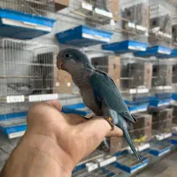 پرورشگاه جوجه راهب در رنگ بندی