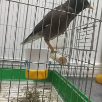 مرغ مینا|پرنده|بهبهان, |دیوار