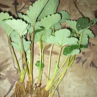 نهال سابرینا دانسته نهال ضمانتی|خدمات باغبانی و درختکاری|دلند, |دیوار