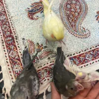 تعدادی جوجه عروس هلندی (گیرینچیک-ملنگو-راهب|پرنده|رشت, یخسازی|دیوار