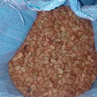 باقلا خوراکی