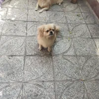 واگذاری پیکینیز امپریال نر ماده|سگ|تهران, هاشمی|دیوار