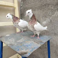 جفت طوقی و سرخ