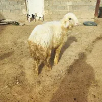 فروش بره قوچ یک ساله ترکی بختیاری اصل سفید یک رنگ