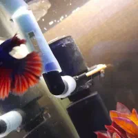 ماهی فایتر کلکسیونی