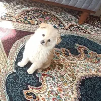 توله پامرین|سگ|تهران, کیانشهر|دیوار