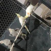 عروس هلندی دو جفت