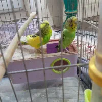 پرنده مرغ عشق نر و ماده