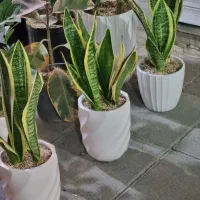 گل دسته گل باکس گیاه طبیعی آپارتمان شیک هدیه عالی|گل و گیاه طبیعی|مشهد, حجاب (شهرک غرب)|دیوار