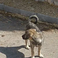 توله ماده 3ماهه پشدر|سگ|صومای برادوست, |دیوار