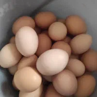 تخم‌مرغ‌محلی‌تازه