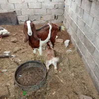 بز نیدی باکهره مادش|حیوانات مزرعه|آبادان, |دیوار