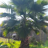 درخت پالم