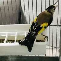 جوجه سهره رسمی گردن کلفت عطیقه