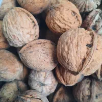 گردو|خوردنی و آشامیدنی|اصفهان, قائمیه|دیوار