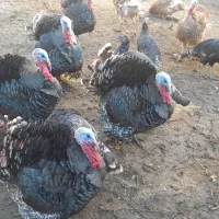 بوقلمون طبیعی|حیوانات مزرعه|مشگین شهر, |دیوار