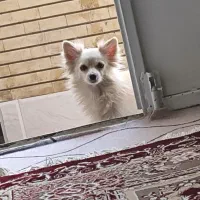 سگ پامر آشپیتز|سگ|جهرم, |دیوار