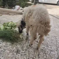 مجاهد
