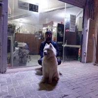 سگ سامویید|سگ|فردیس, شهرک شهید حسینی|دیوار