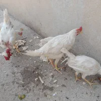 ۴۰۰۰۰۰۰|حیوانات مزرعه|جوزار, |دیوار