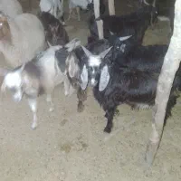 بز غاله|حیوانات مزرعه|دهلران, |دیوار