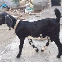 کهر نر از نژادکاموری دوقلو و۳قلوزا.فقط نر.